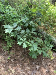 Quercus marilandica marilandica