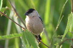 Sporophila pileata
