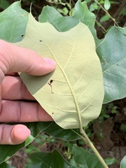 Quercus marilandica marilandica