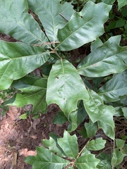 Quercus marilandica marilandica