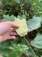 Quercus marilandica marilandica