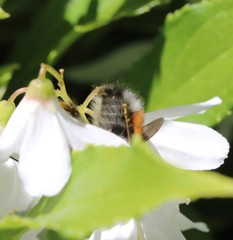 Bombus sylvicola