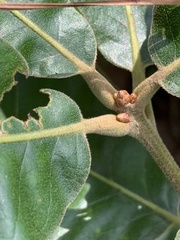 Quercus marilandica marilandica