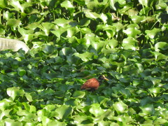 Jacana spinosa
