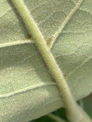 Quercus marilandica marilandica