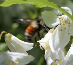 Bombus sylvicola