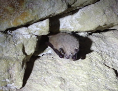 Myotis mystacinus