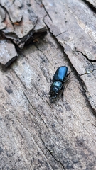 Platycerus oregonensis