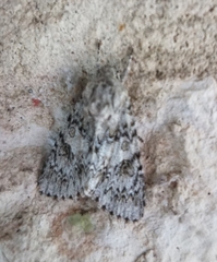 Acronicta rubricoma