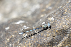 Argia agrioides
