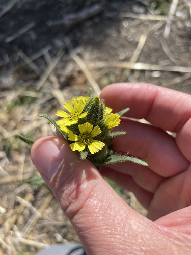 Chile Tarweed