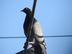 Columba livia