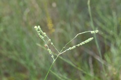 Paspalum praecox