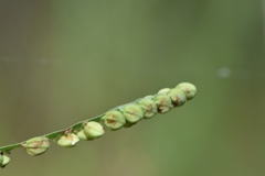 Paspalum praecox