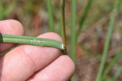 Paspalum praecox