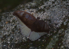 Tanaecia cocytus