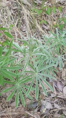 Lupinus sericeus