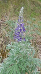 Lupinus sericeus