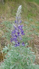 Lupinus sericeus
