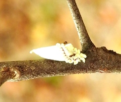 Monophlebidae
