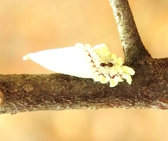 Monophlebidae
