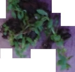 Callitriche terrestris