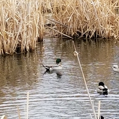 Anas platyrhynchos × acuta