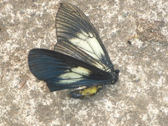 Altinote ozomene nox