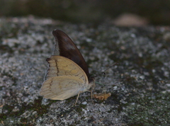 Tanaecia cocytus