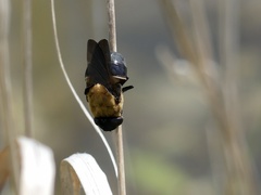 Cuterebra abdominalis