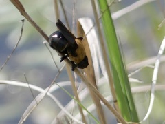 Cuterebra abdominalis