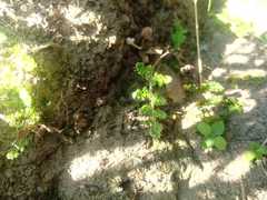 Myriopteris myriophylla