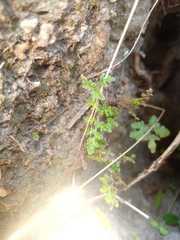 Myriopteris myriophylla