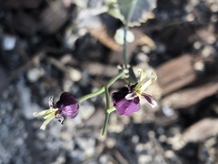 Caulanthus amplexicaulis