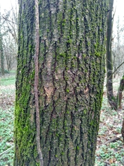 Quercus