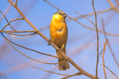 Sporophila hypoxantha