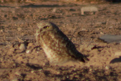 Athene cunicularia