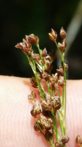 Image of Rhynchospora microcarpa by (c) Jay Horn, some rights reserved (CC BY)