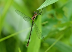 Lestes vigilax