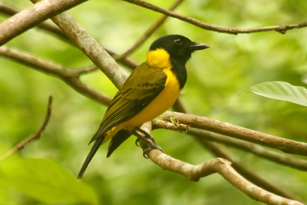 Tongan Whistler (Pachycephala jacquinoti) photo