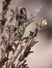 Phacelia glandulifera