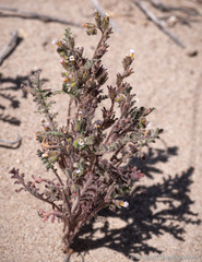 Phacelia glandulifera