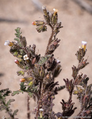 Phacelia glandulifera