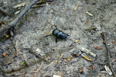 Lethrus apterus