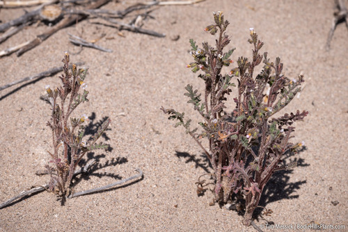 Sticky phacelia (Phacelia glandulifera)