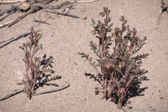 Phacelia glandulifera