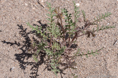 Phacelia glandulifera