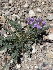 Astragalus beckwithii