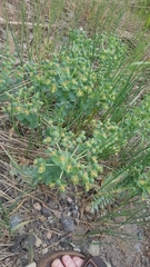 Euphorbia myrsinites