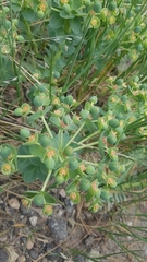 Euphorbia myrsinites